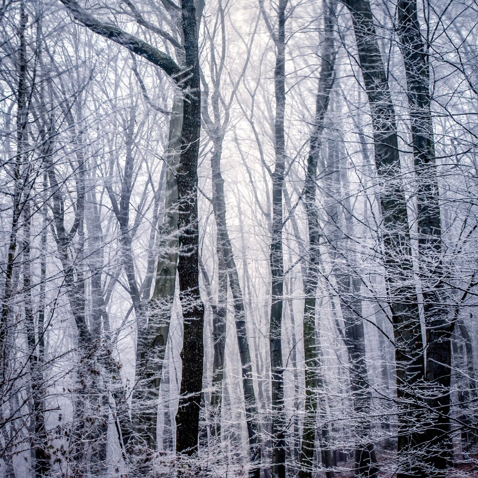 Winter forest trees snow