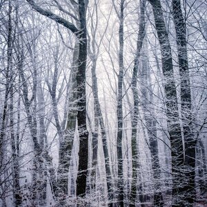 Winter forest trees snow photo