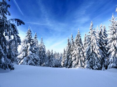 Winter snow forest