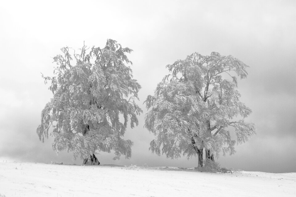 Winter trees snow