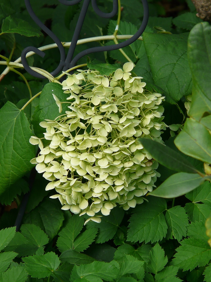 Hydrangea flower blossom