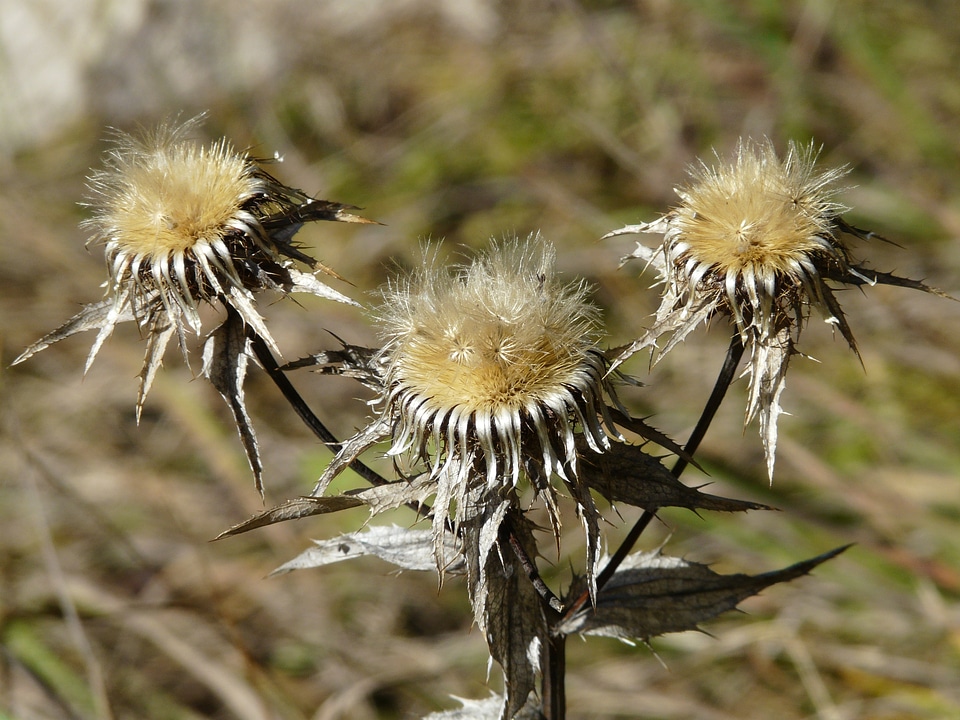 Faded carlina vulgaris nasty weather thistle