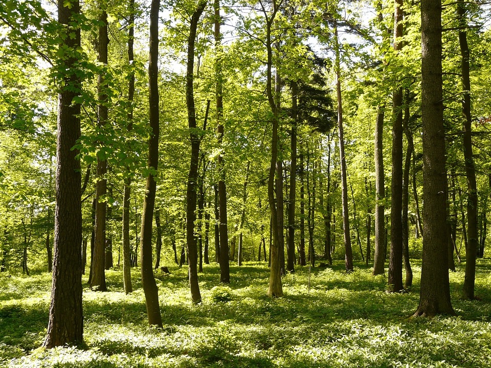 Fresh tree trees
