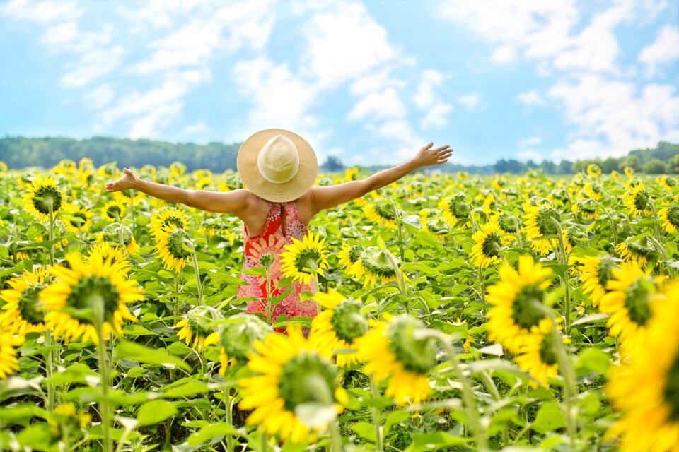 Woman sunflower field