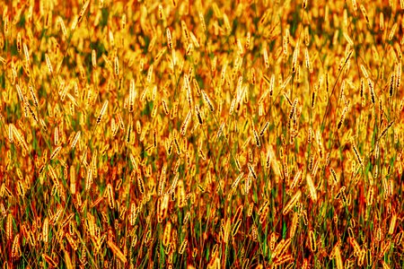 Yellow foxtail grass