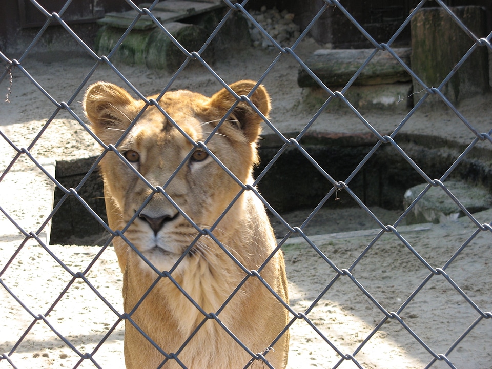 Fence cage zoo photo