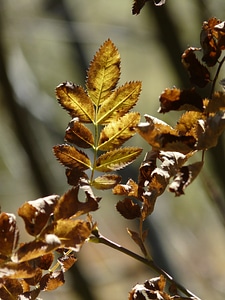 Coloring yellow brown