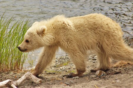 Bear animal