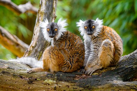 Black lemur animal