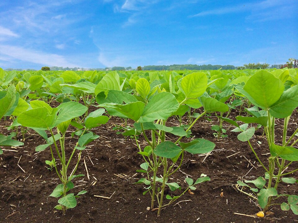 Field plants
