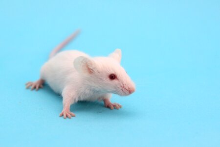 House mouse animal photo