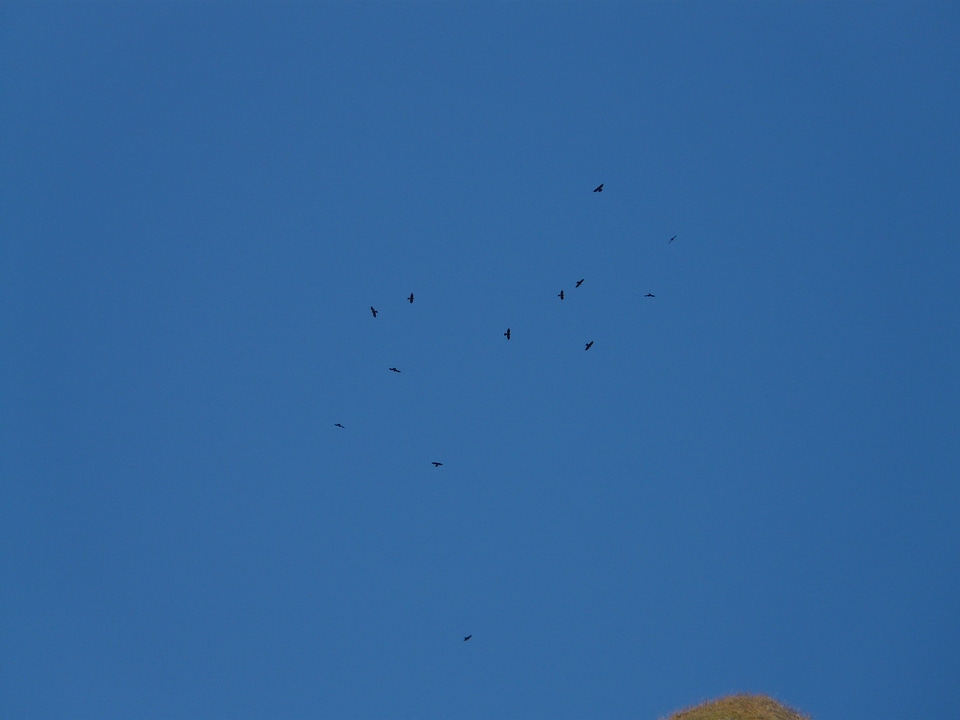 Birds bird swarm swarm