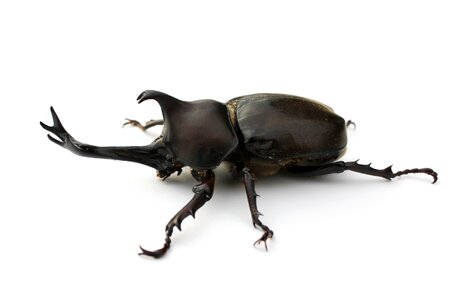 Japanese rhinoceros beetle