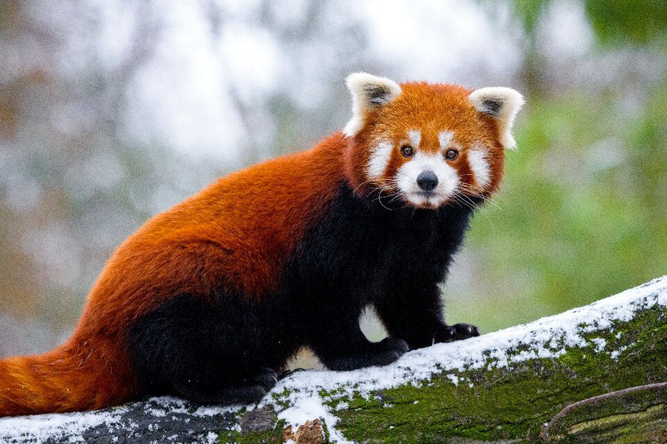 Red panda animal photo