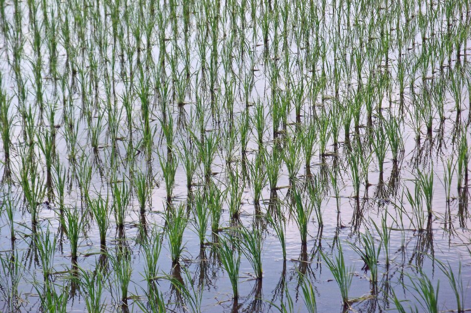 Rice paddy field photo