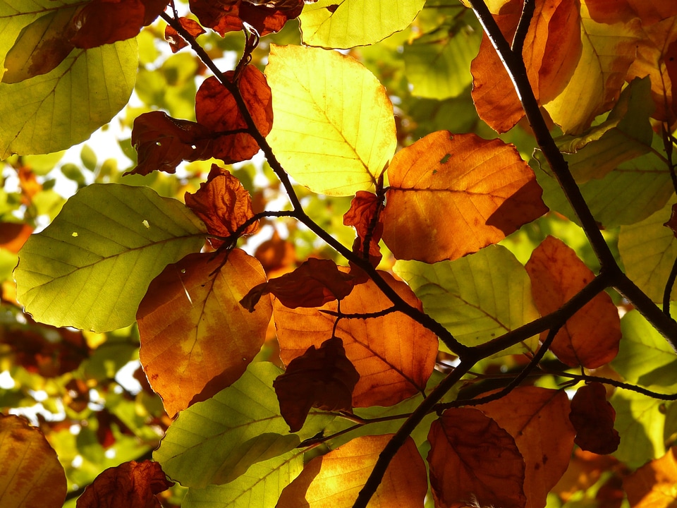 Branch leaves leaf