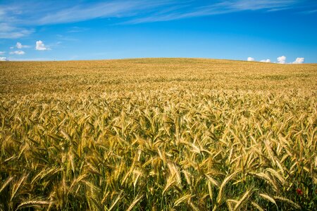 Wheat field photo