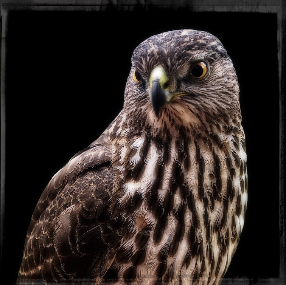 Bird feathered nature