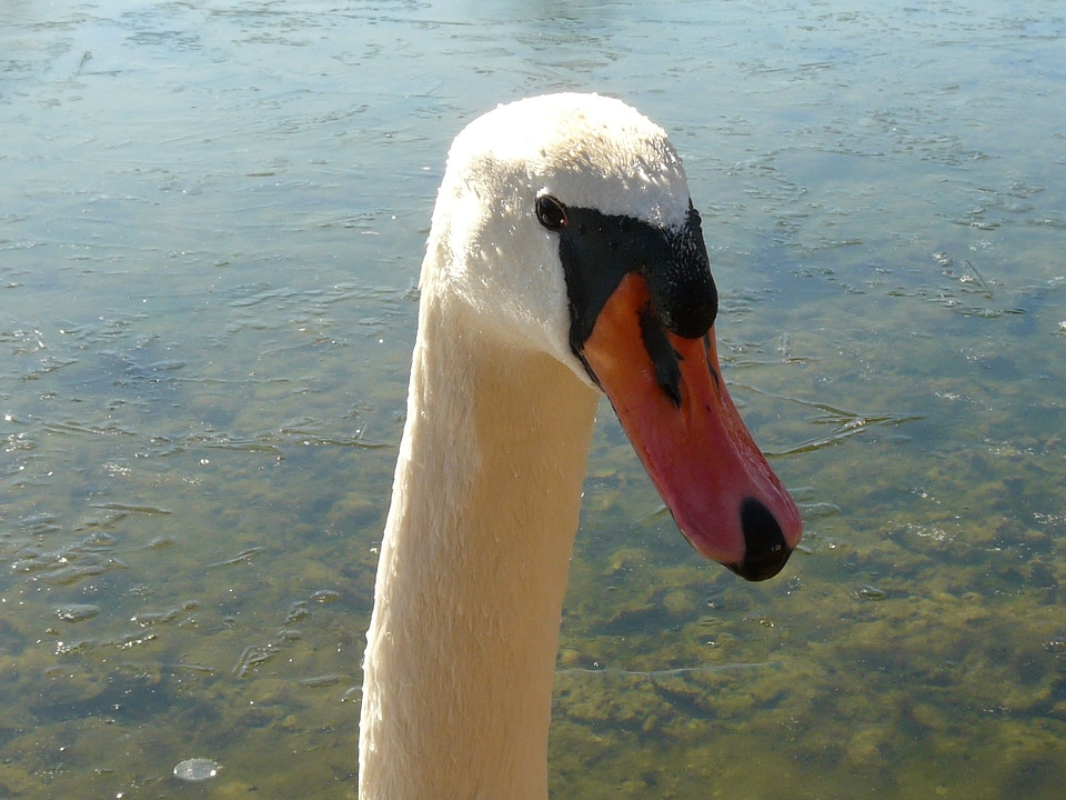 Animal water bird bird