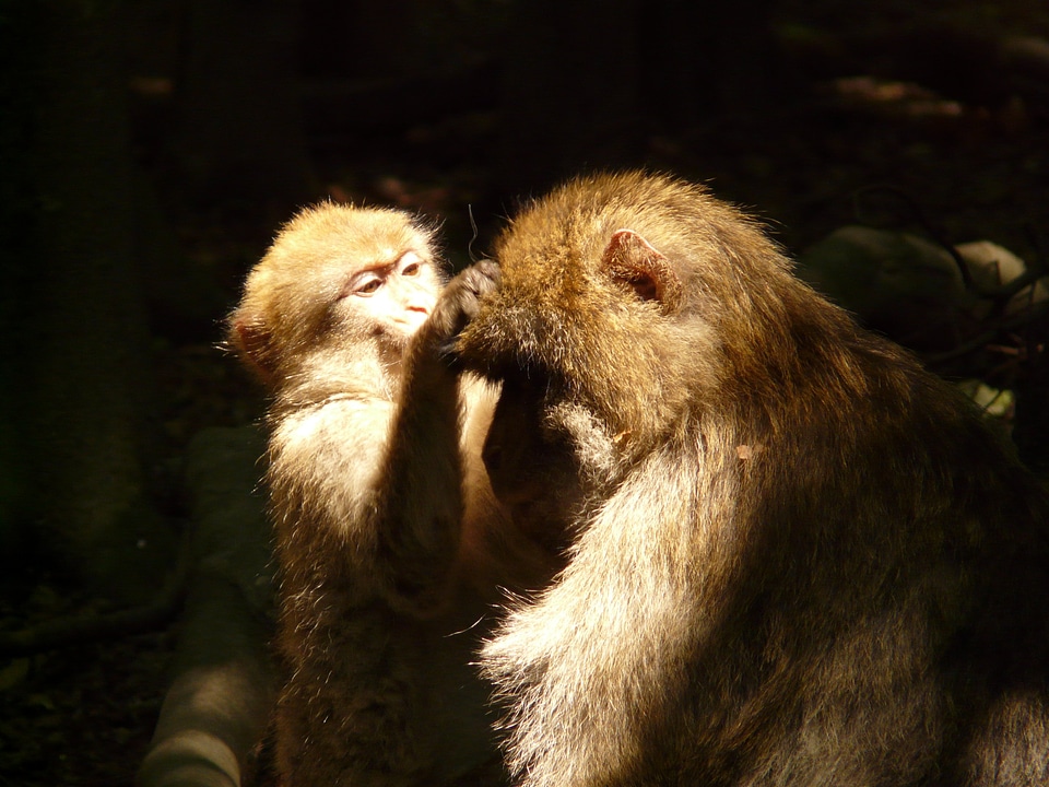 Barbary ape animal delouse