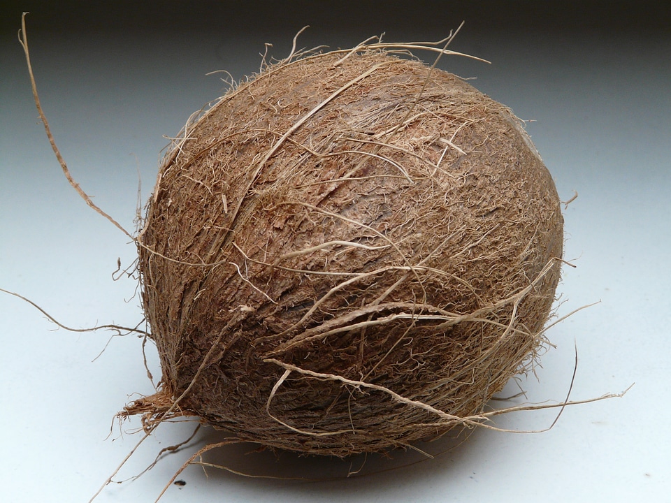 Sweet palm mediterranean