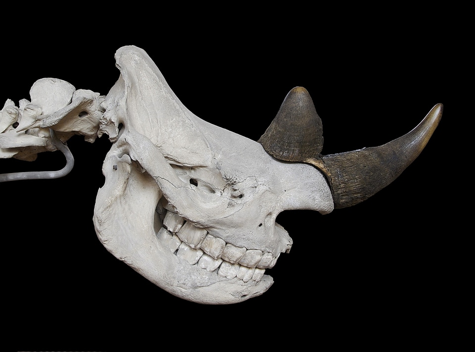 Black rhinoceros diceros bicornis horn