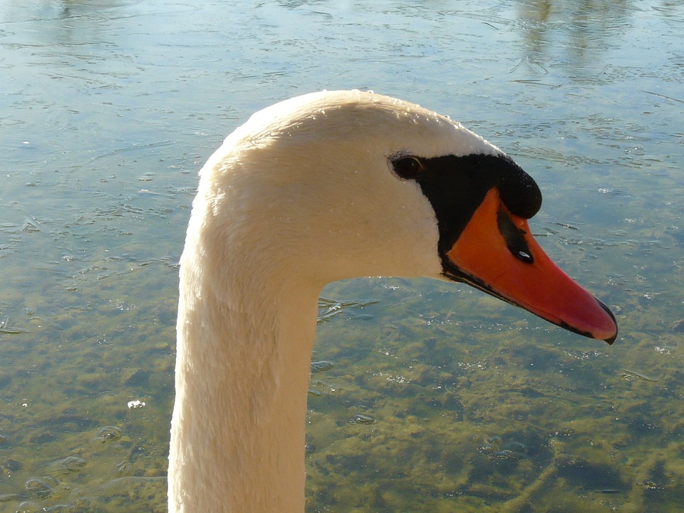 Animal water bird bird