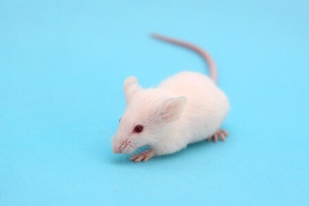 House mouse animal