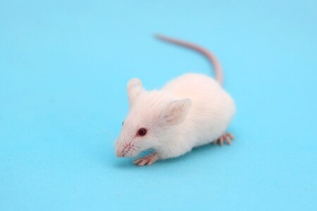 House mouse animal photo