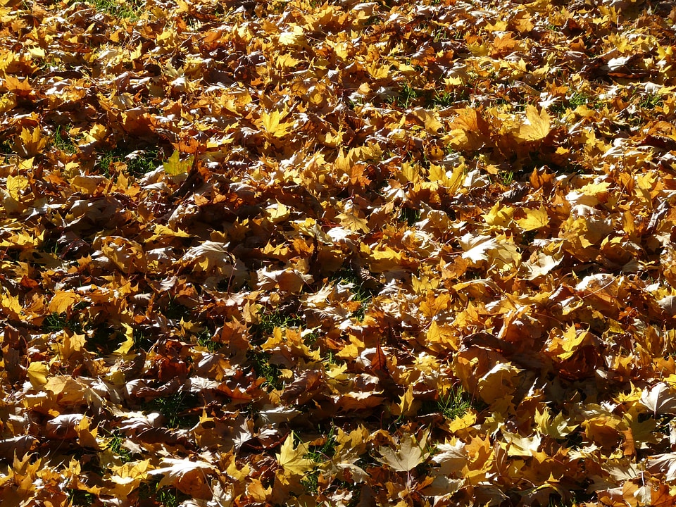 Autumn autumn forest brown