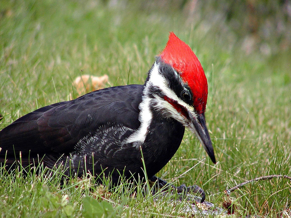 Feathered wild life animal