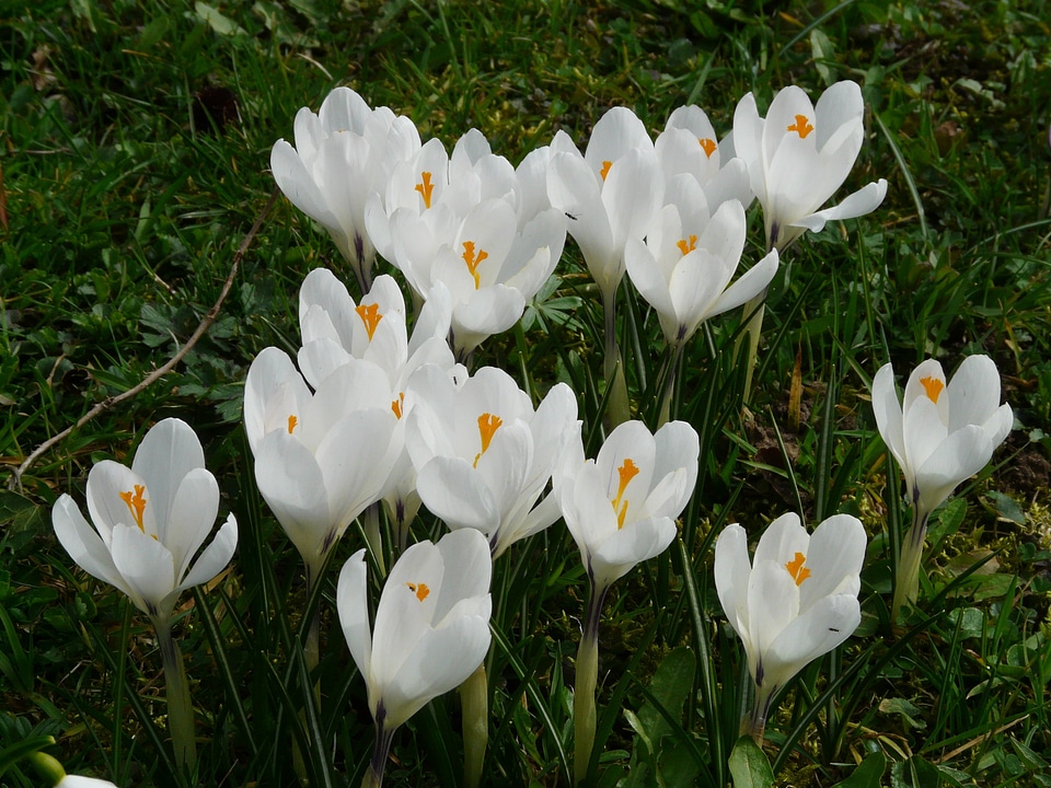 Close up macro flowers