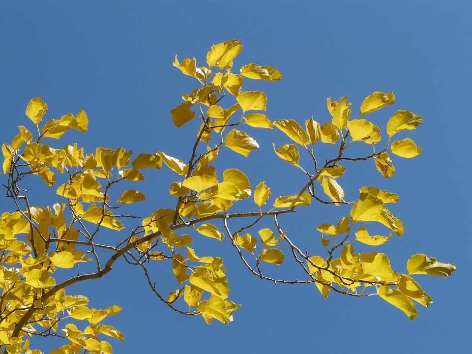 Yellow golden poplar