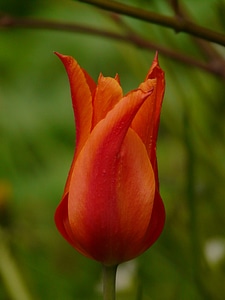 Close up macro flowers photo