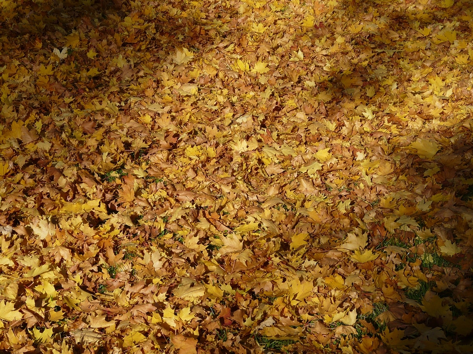 Leaves autumn autumn forest