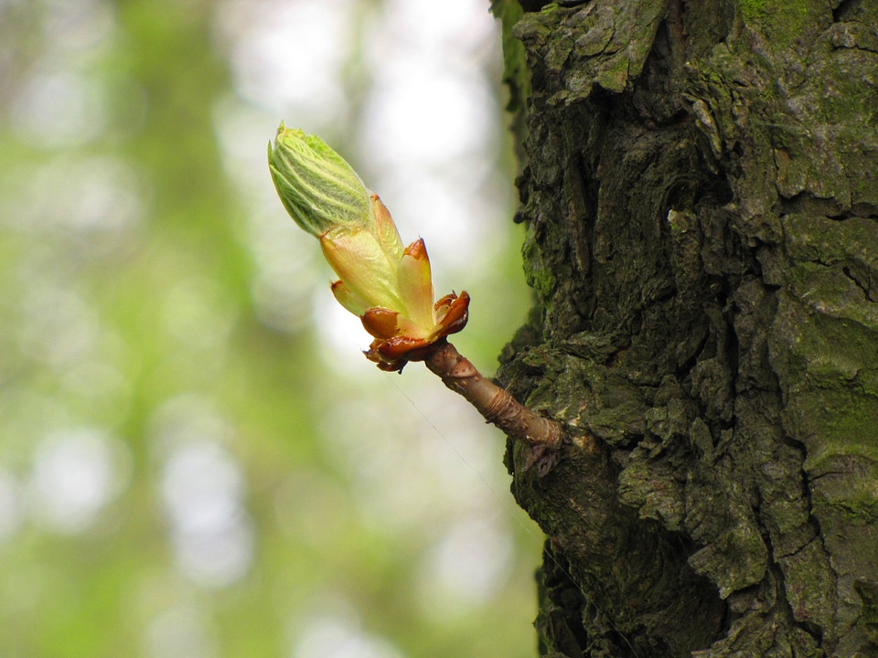 Branch leaves tender