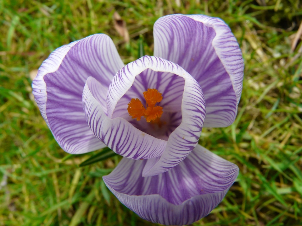 Close up macro flowers