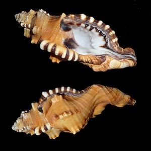 Casing shell meeresbewohner