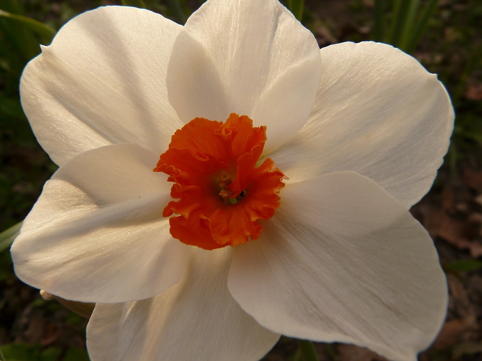 Plant blossom bloom