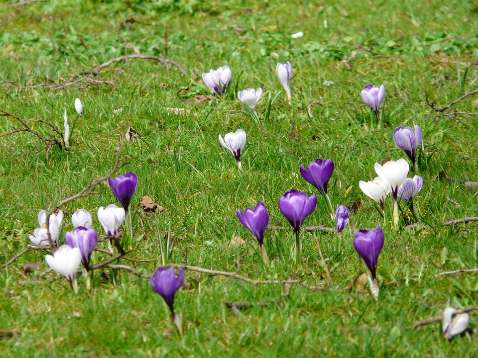 Flowers spring meadow