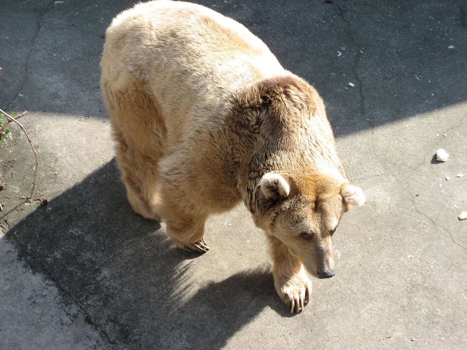 Brown bear light brown asphalt