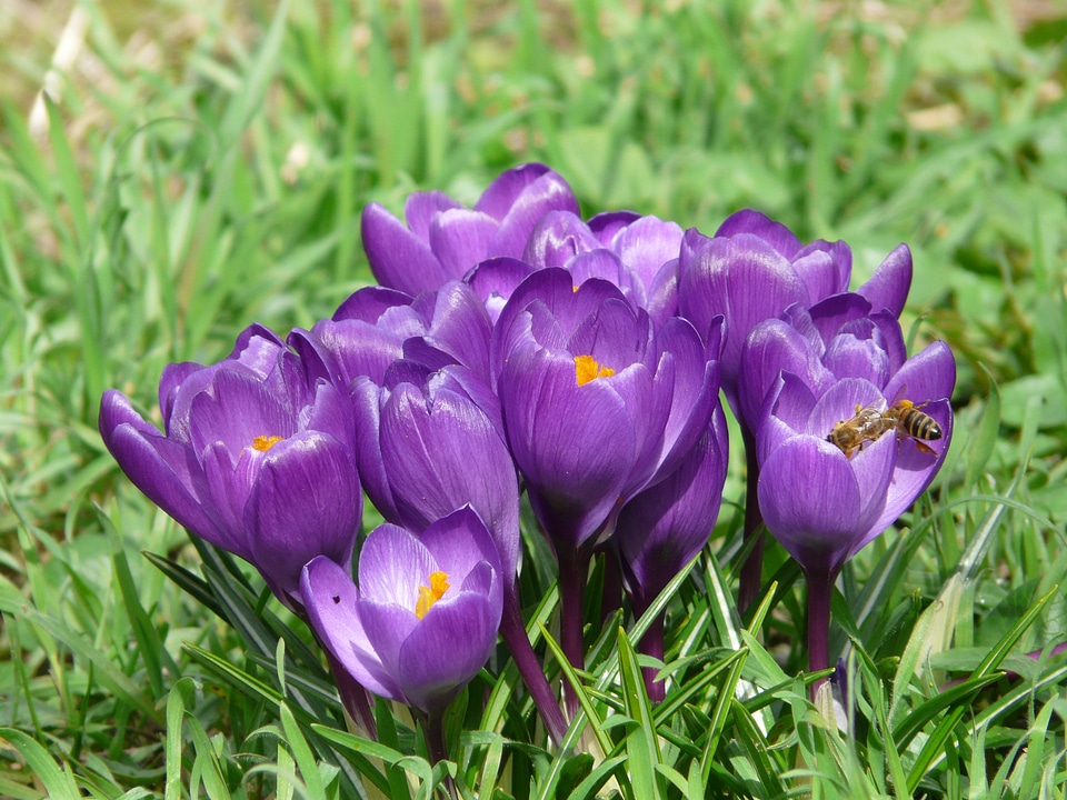 Close up macro flowers