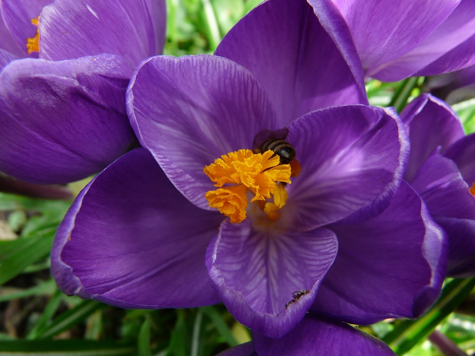 Close up macro flowers
