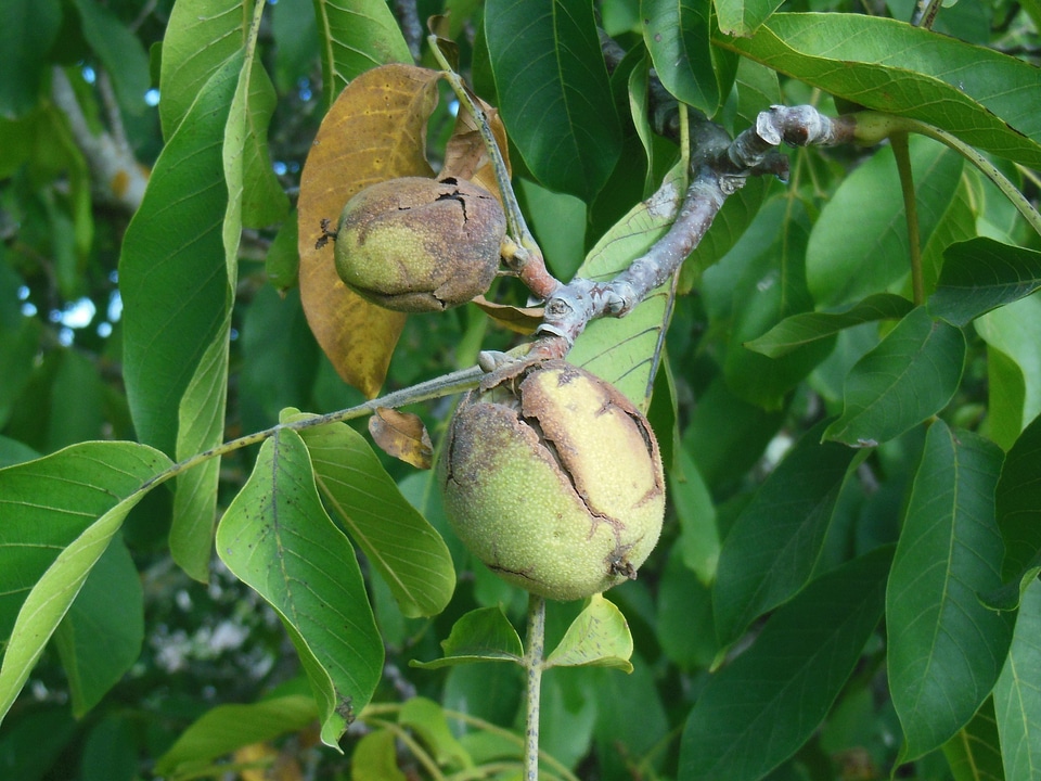 Tree organic agriculture