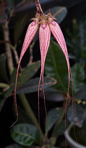 Elizabeth ann buckleberry orchidaceae epidendroideae