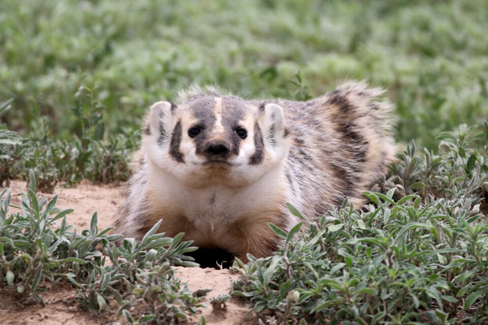 American badger animal