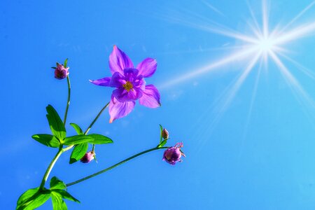 Aquilegia flower sunshine photo