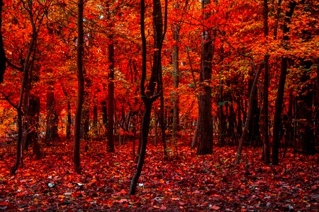 Autumn leaves forest
