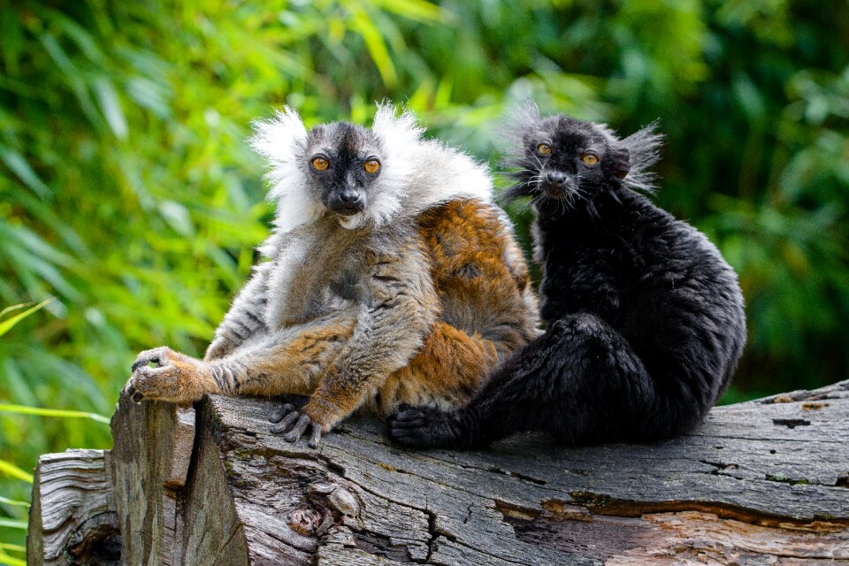 Black lemur animal
