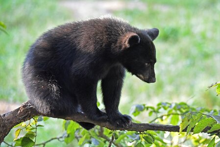 Bear animal cub